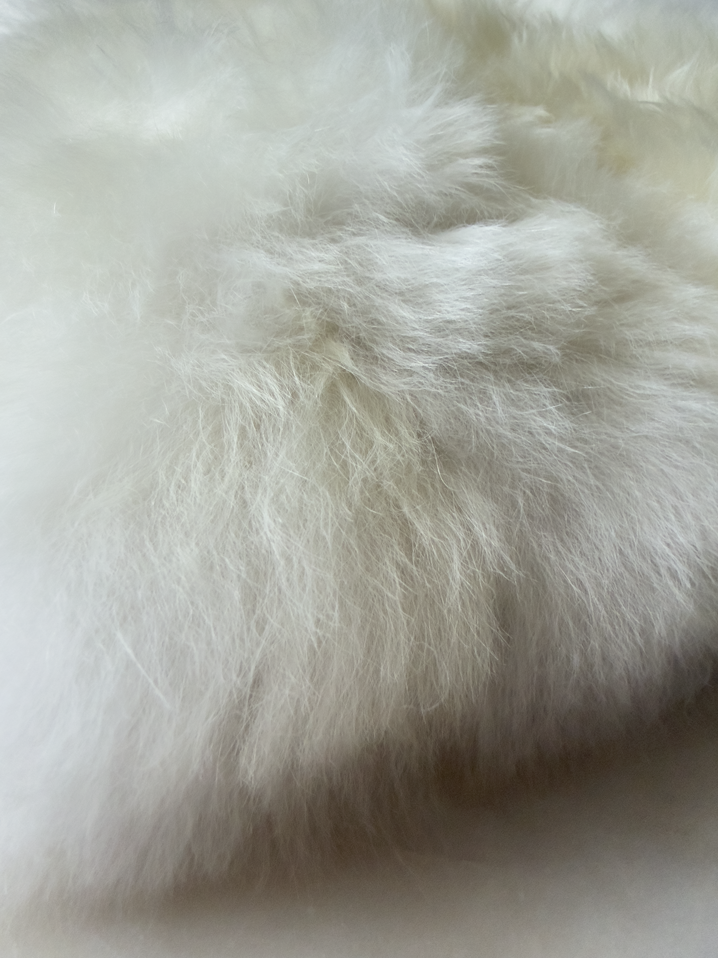 BLANCO NATURAL | ALPACA | PELO CORTO
