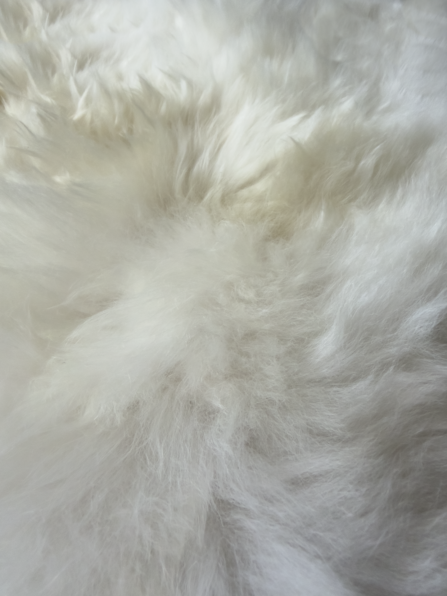 BLANCO NATURAL | ALPACA | PELO CORTO